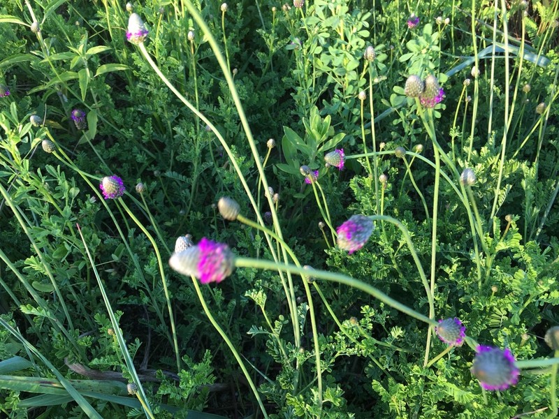 Wedgeleaf Prairie Clover photo 7