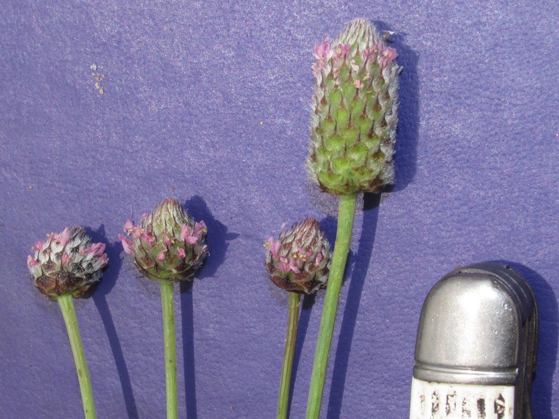 Wedgeleaf Prairie Clover photo 8