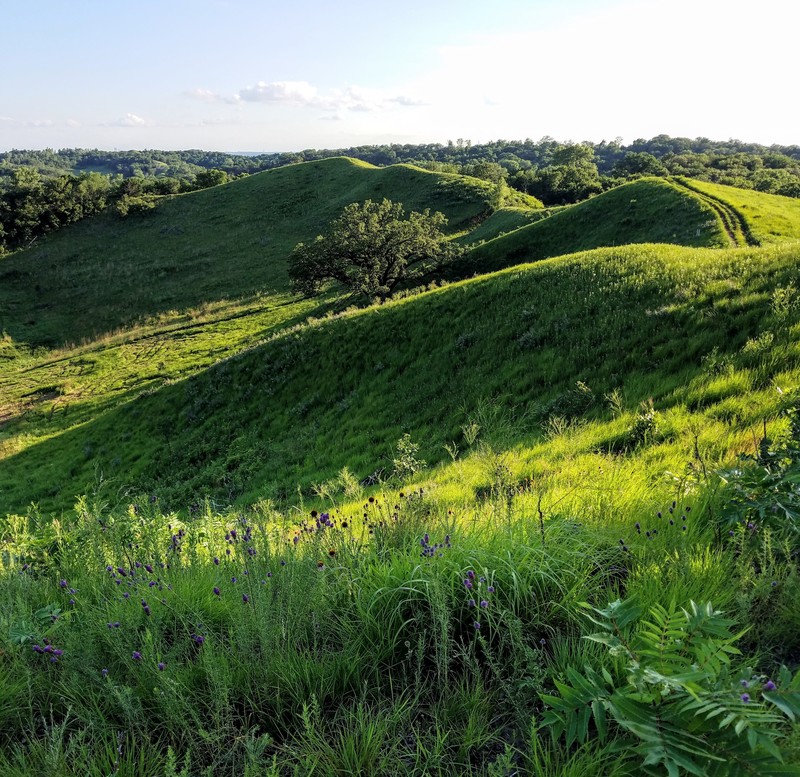 Nineanther Prairie Clover