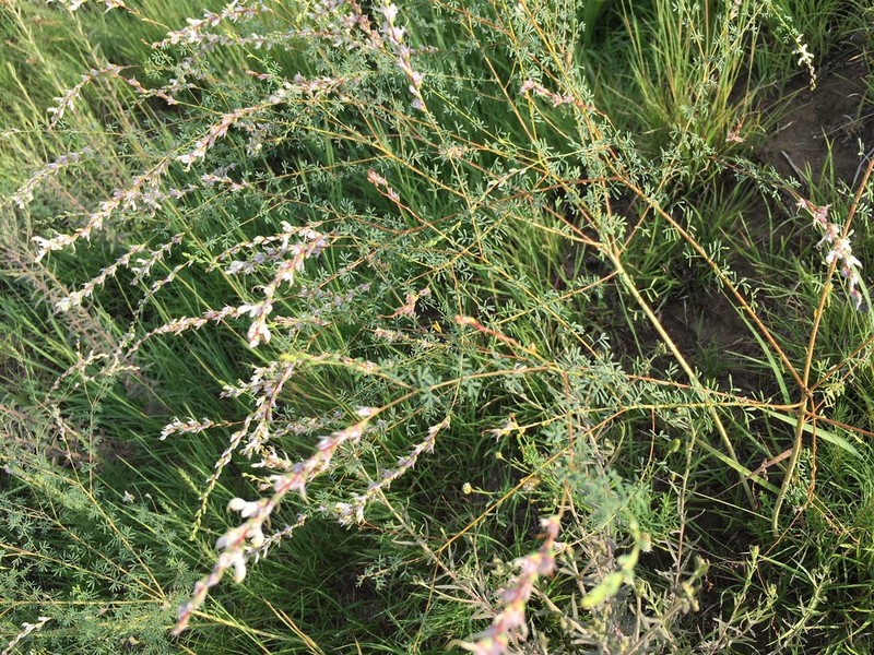 Nineanther Prairie Clover