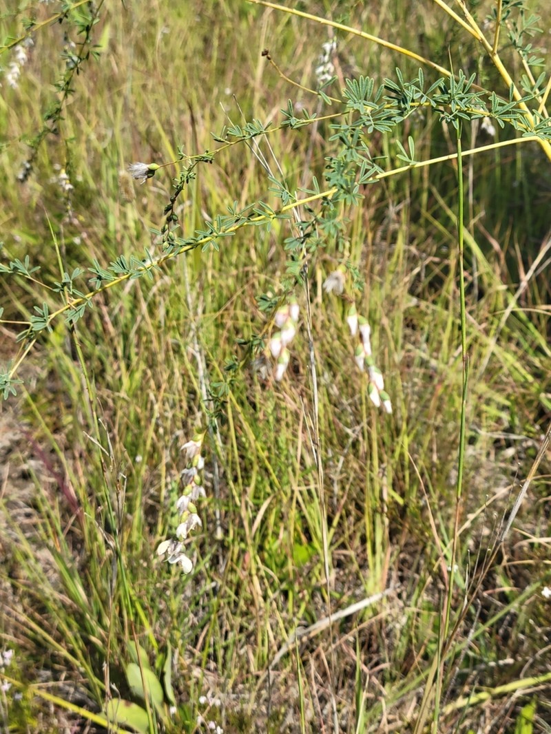 Nineanther Prairie Clover photo 3