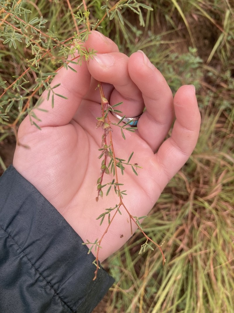 Nineanther Prairie Clover photo 5