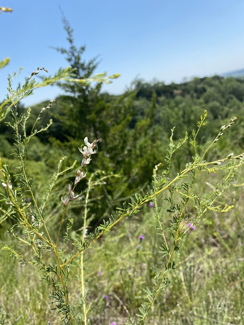 Nineanther Prairie Clover photo 7