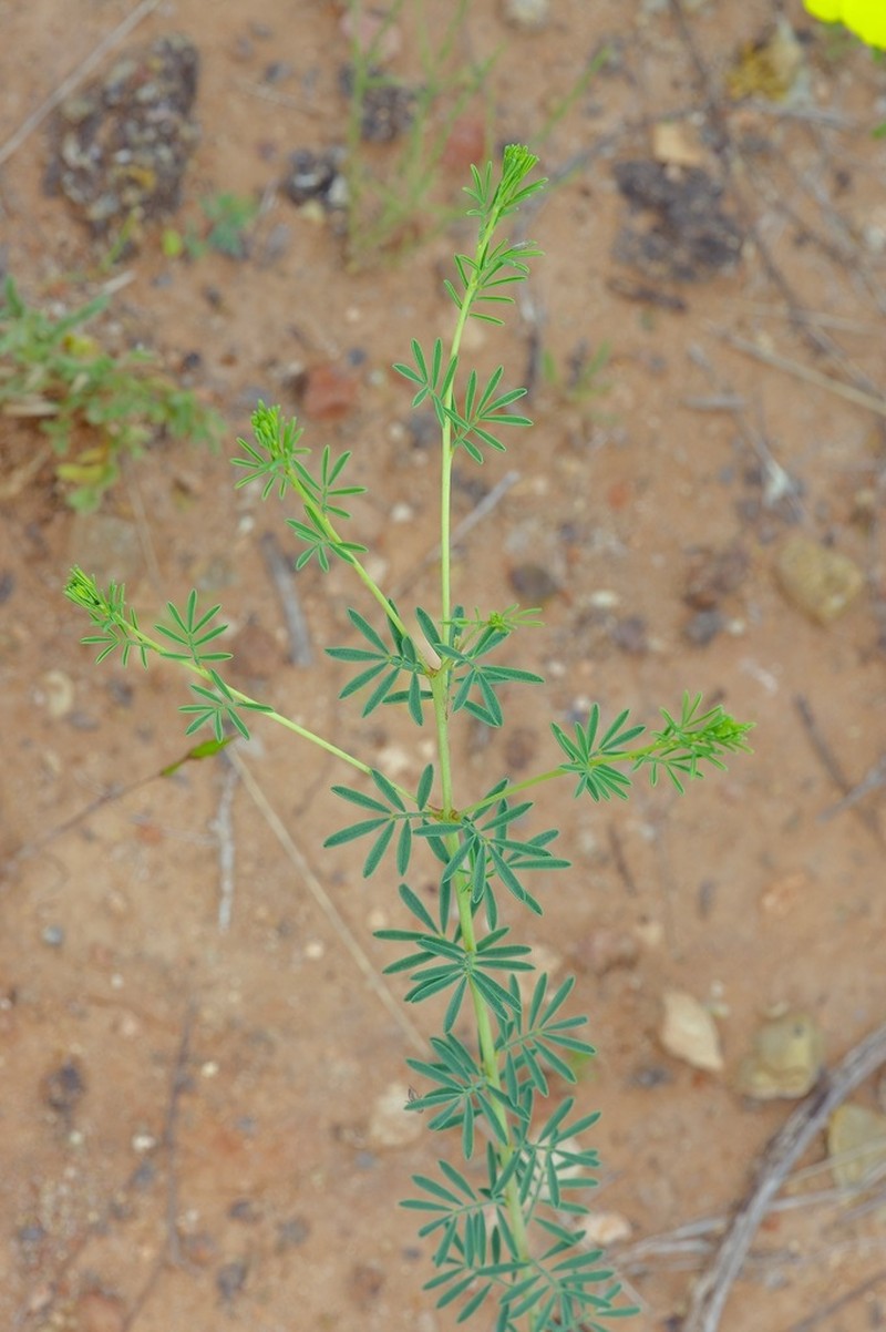 Nineanther Prairie Clover photo 8