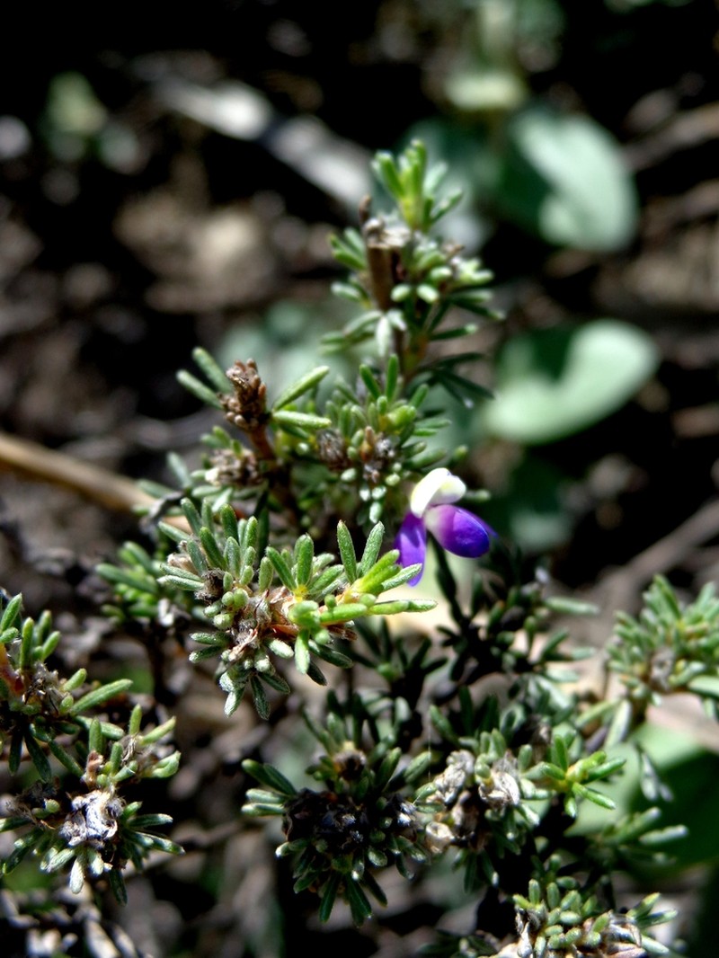 Dalea eriophylla