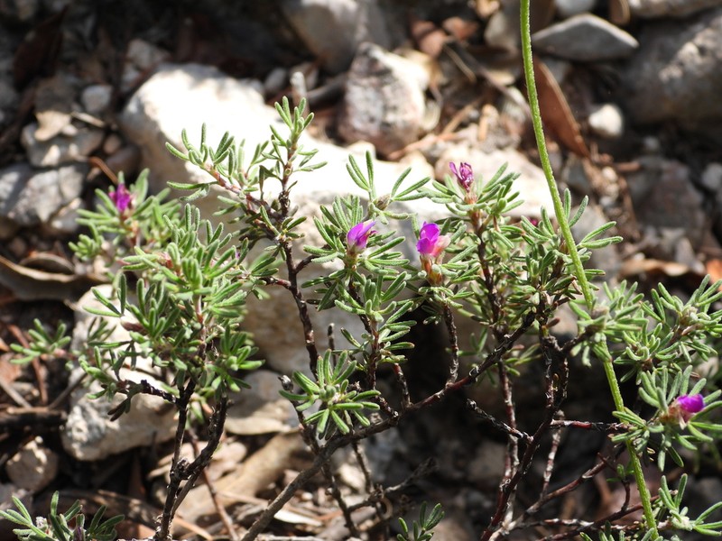 Dalea eriophylla photo 3