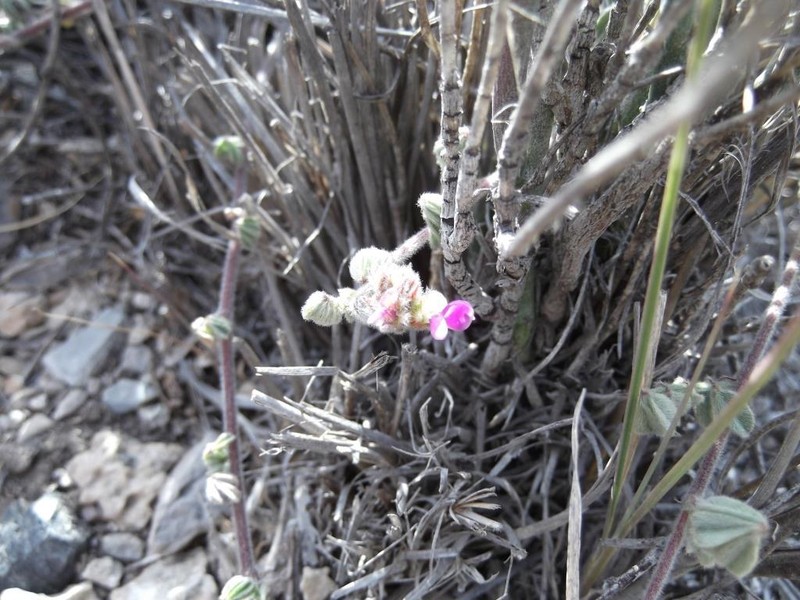 Dalea eriophylla photo 4