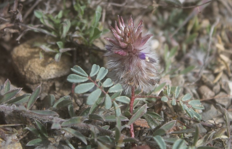 Dalea erythrorhiza photo 2