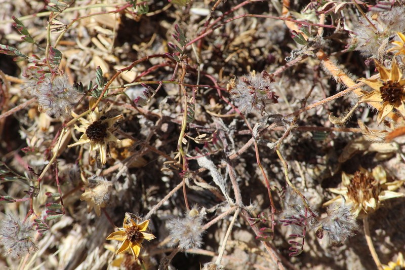 Dalea erythrorhiza photo 3