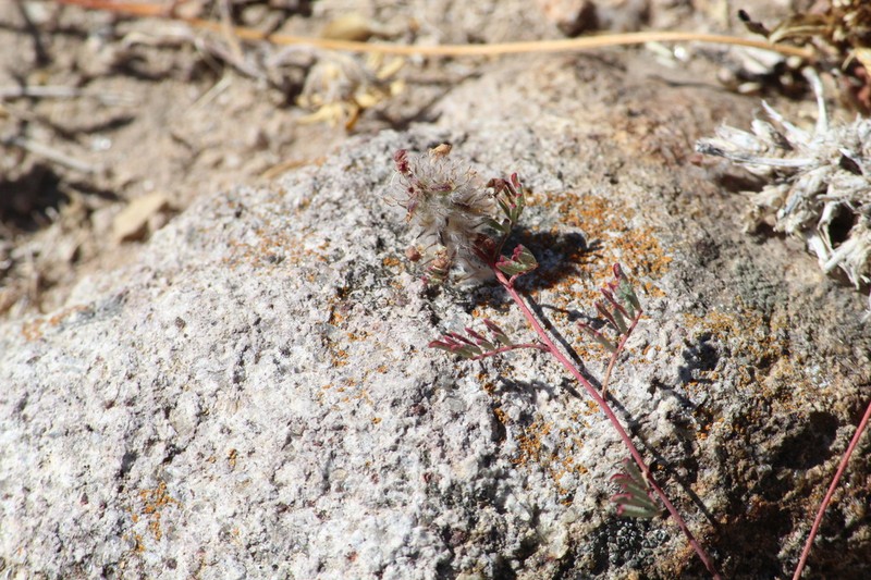 Dalea erythrorhiza photo 4