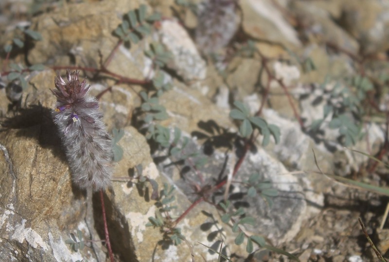 Dalea erythrorhiza photo 5