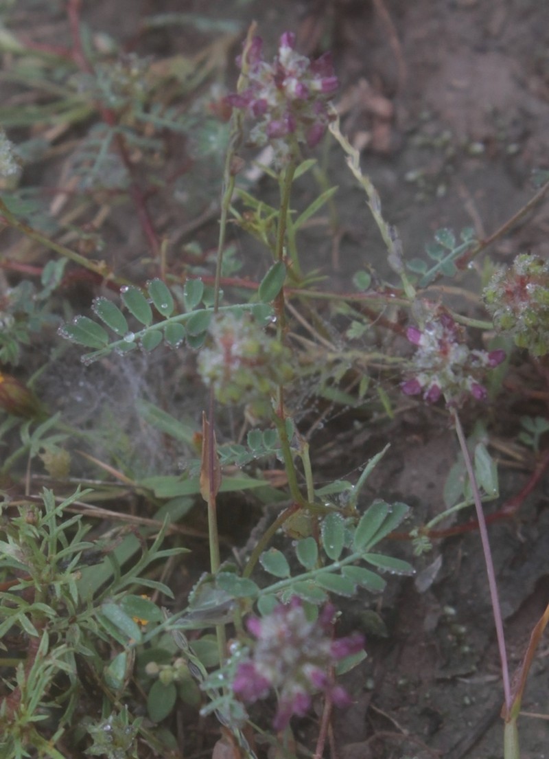 Dalea erythrorhiza photo 6