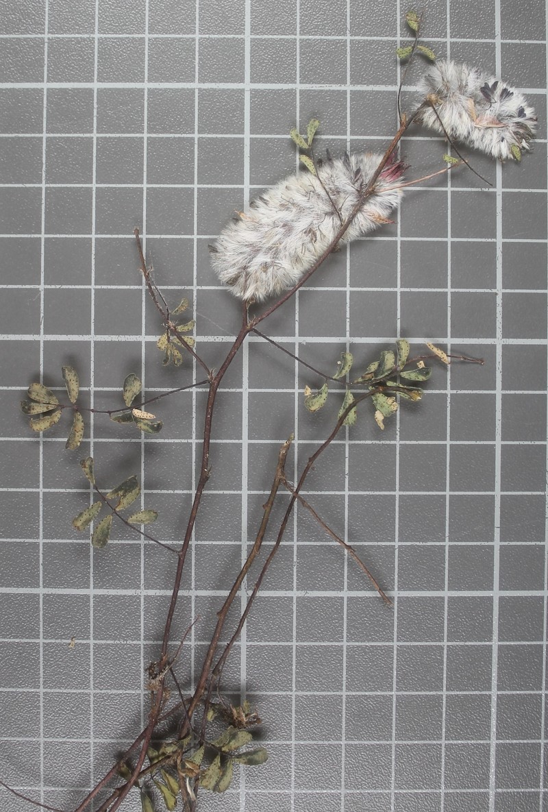 Dalea erythrorhiza photo 7