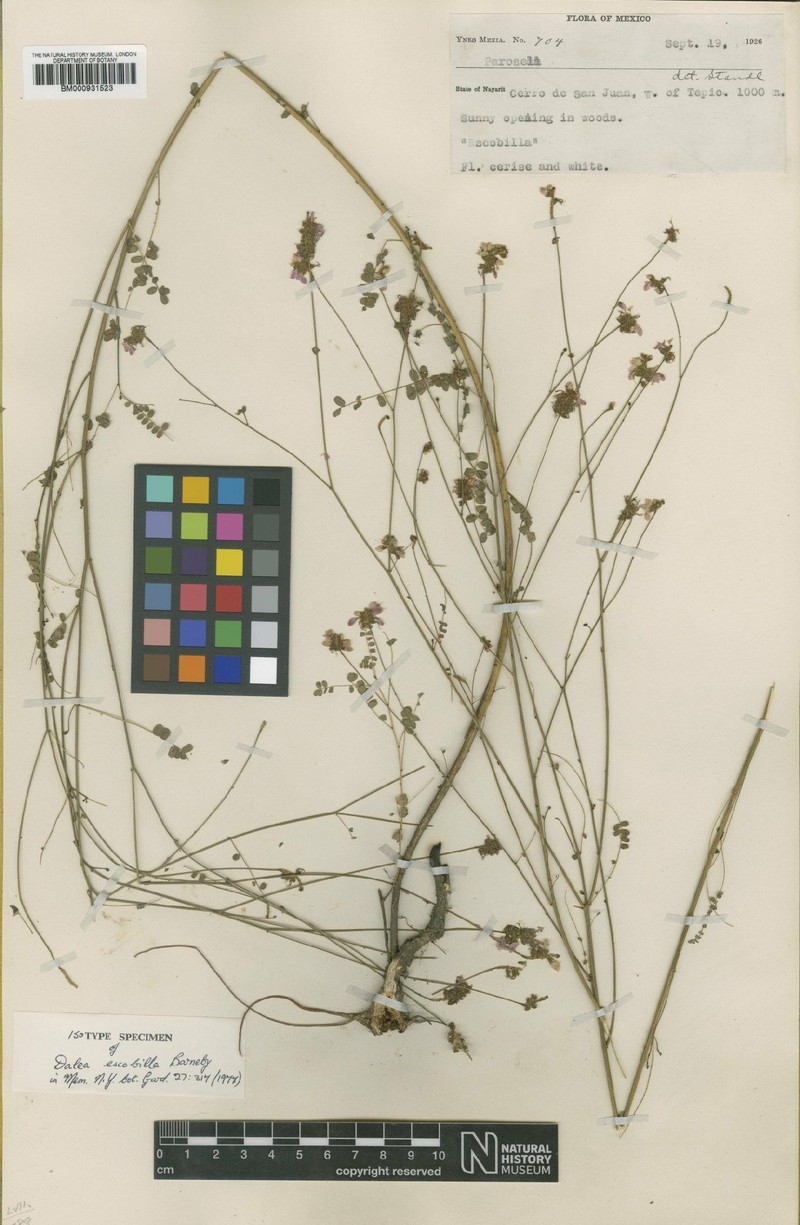 Dalea escobilla photo 2