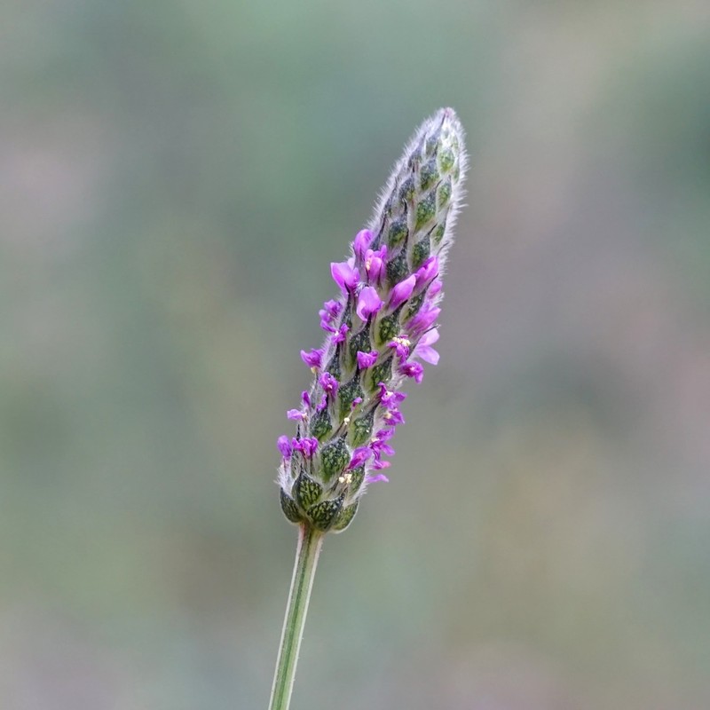 Chihuahuan Prairie Clover