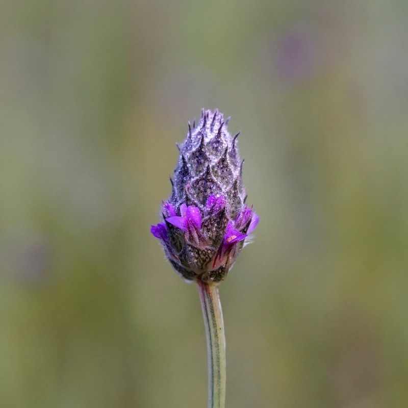 Chihuahuan Prairie Clover photo 2