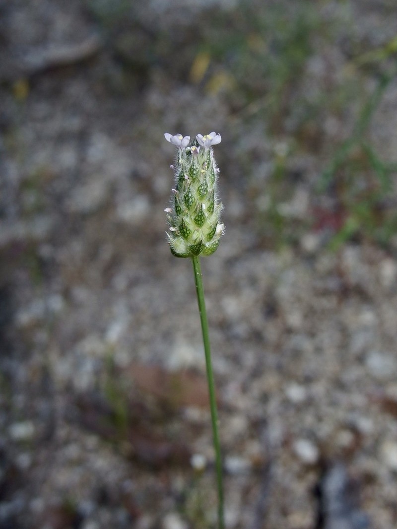 Chihuahuan Prairie Clover photo 3