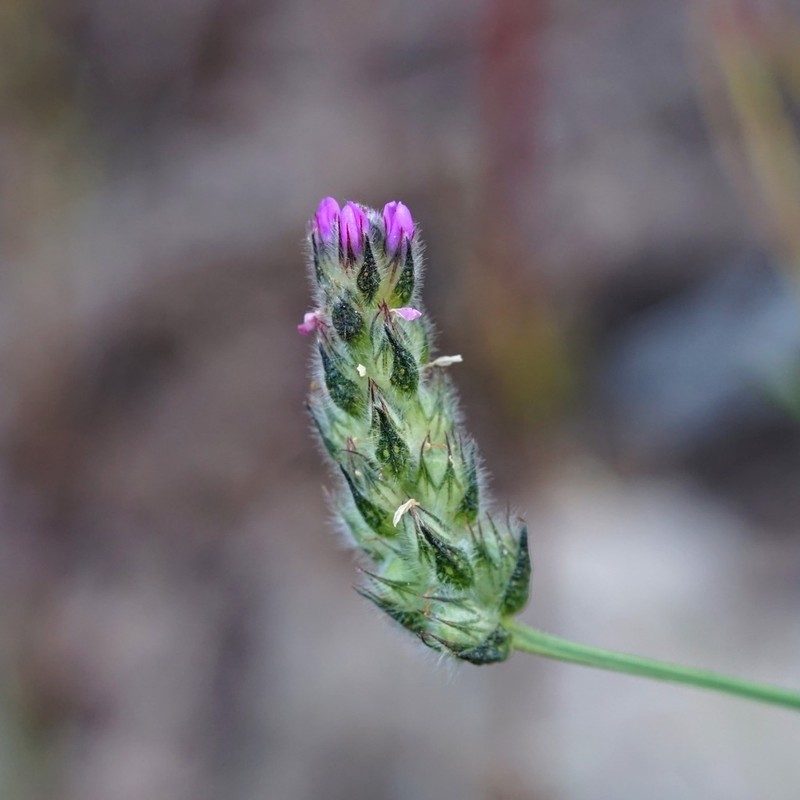 Chihuahuan Prairie Clover photo 4