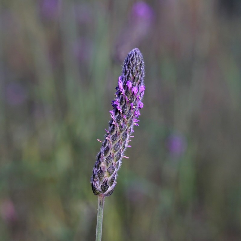 Chihuahuan Prairie Clover photo 5