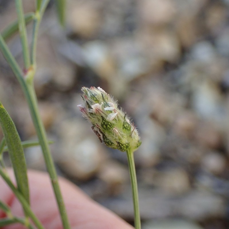 Chihuahuan Prairie Clover photo 6