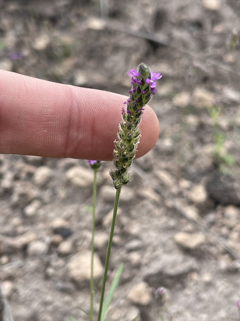 Chihuahuan Prairie Clover photo 7