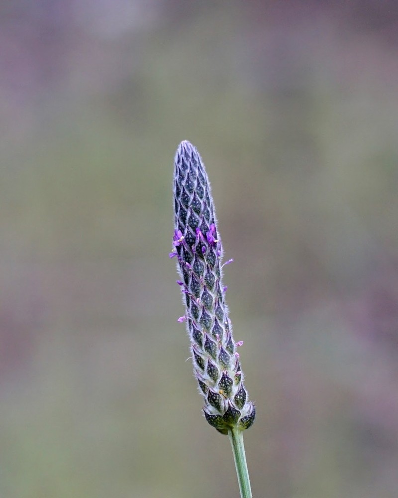Chihuahuan Prairie Clover photo 8