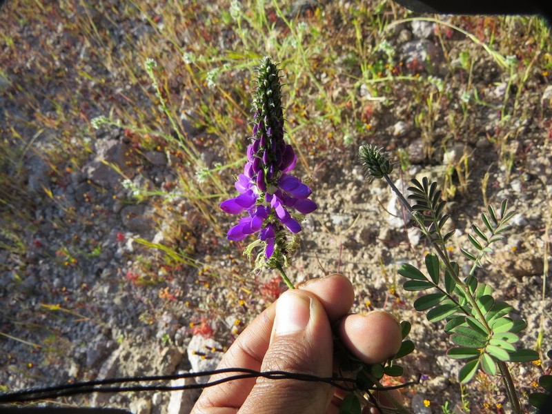 Dalea exilis