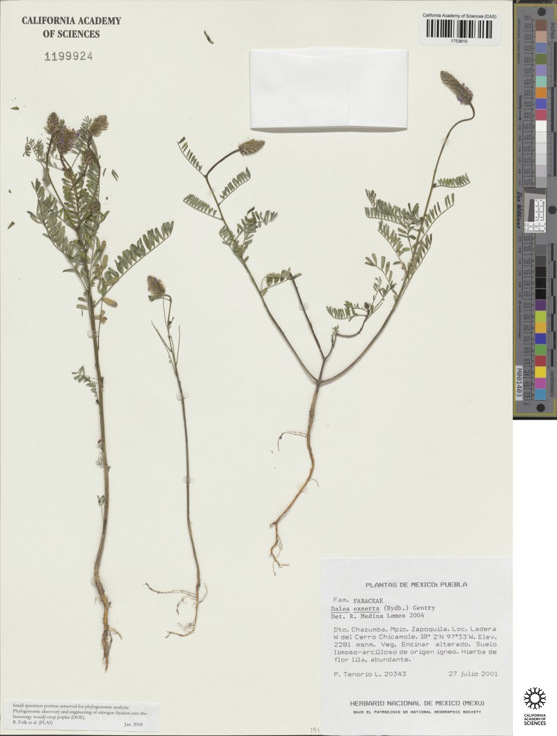 Mexican Prairie Clover photo 3