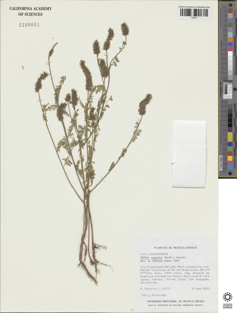 Mexican Prairie Clover photo 4