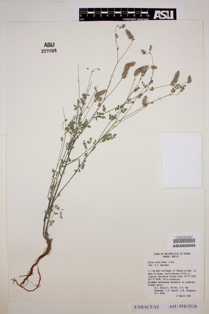 Mexican Prairie Clover photo 5