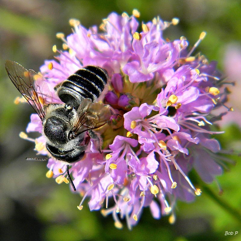 Feay's Prairie Clover