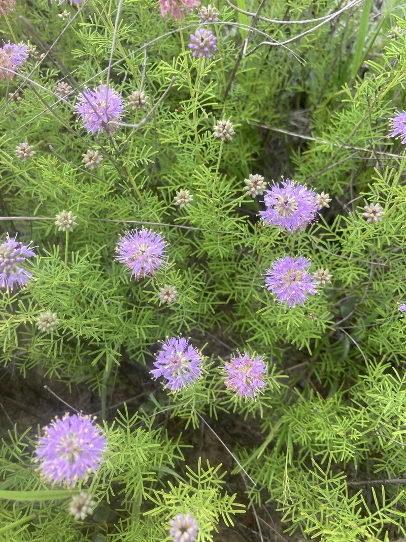 Feay's Prairie Clover