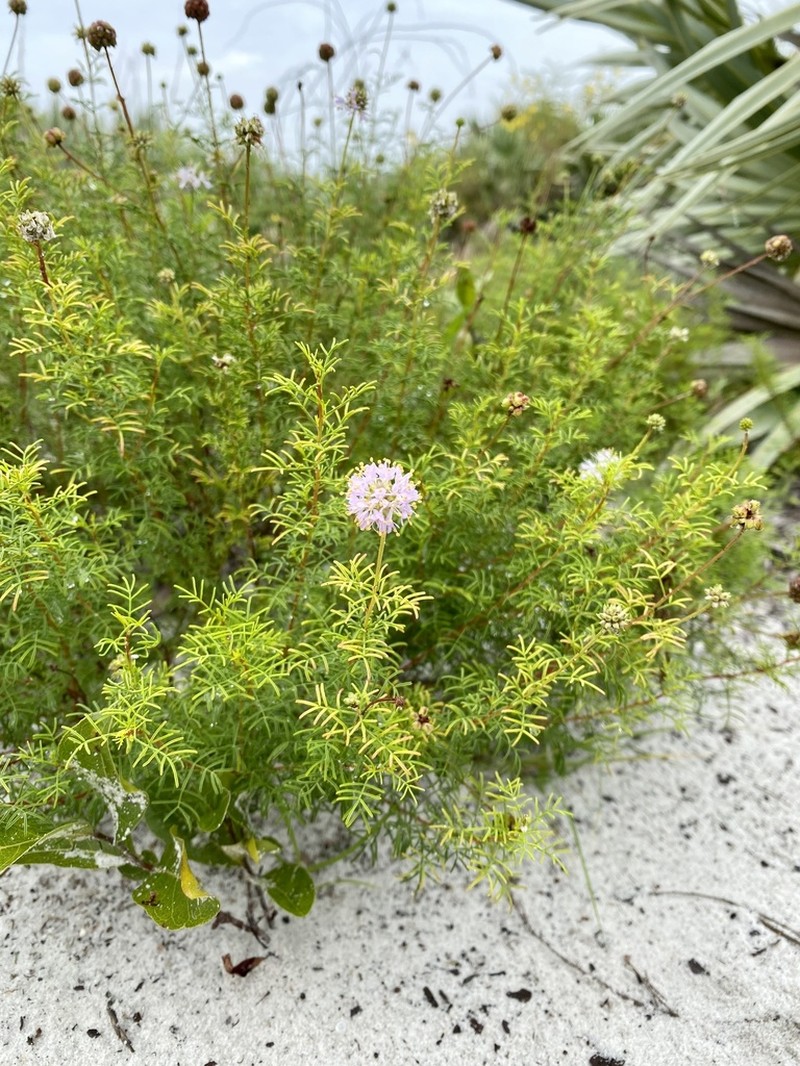 Feay's Prairie Clover photo 3