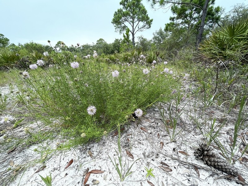 Feay's Prairie Clover photo 4