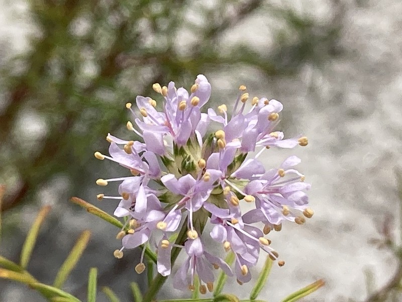 Feay's Prairie Clover photo 6