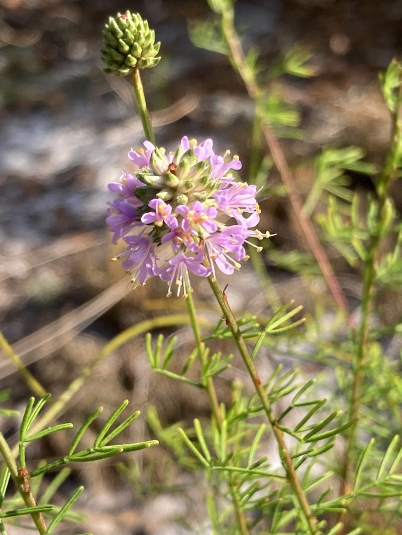 Feay's Prairie Clover photo 7