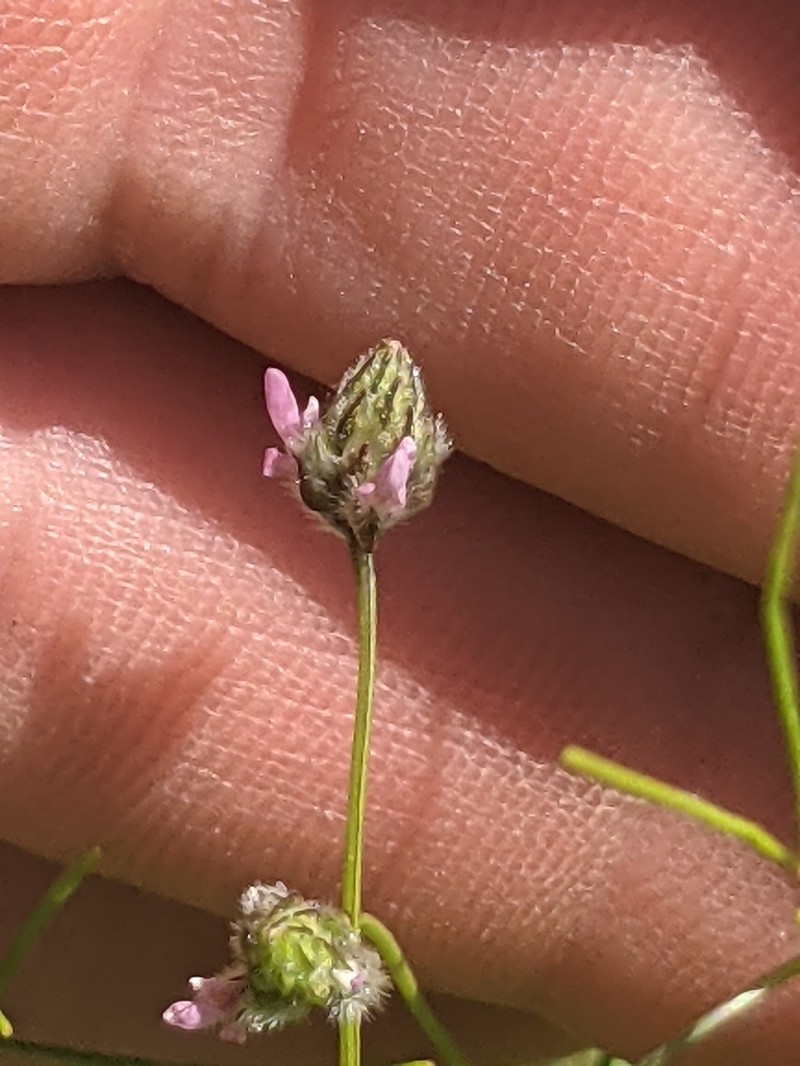 Sonoran Prairie Clover