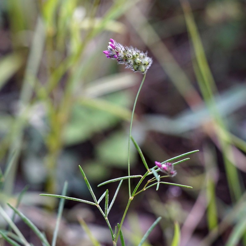 Sonoran Prairie Clover photo 2