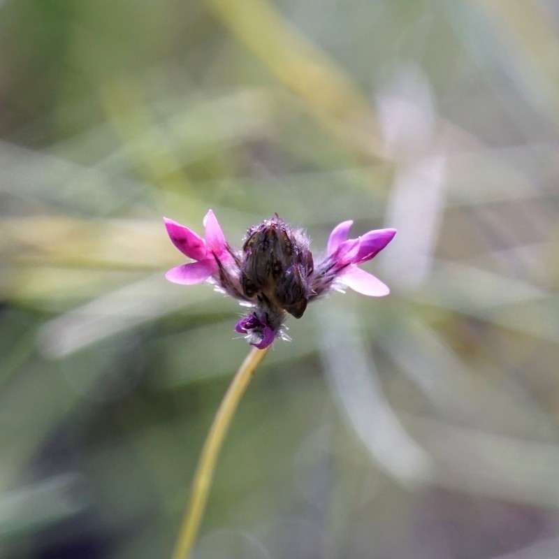 Sonoran Prairie Clover photo 3