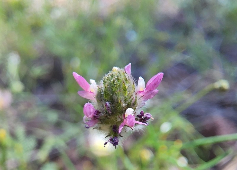 Sonoran Prairie Clover photo 4