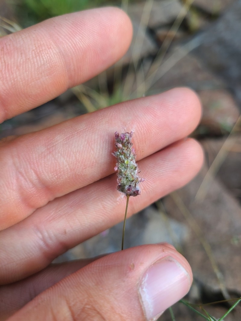 Sonoran Prairie Clover photo 5