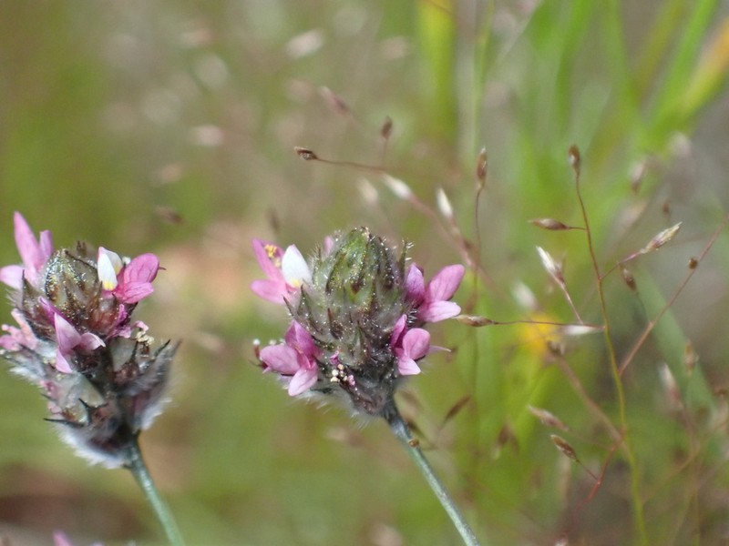 Sonoran Prairie Clover photo 6