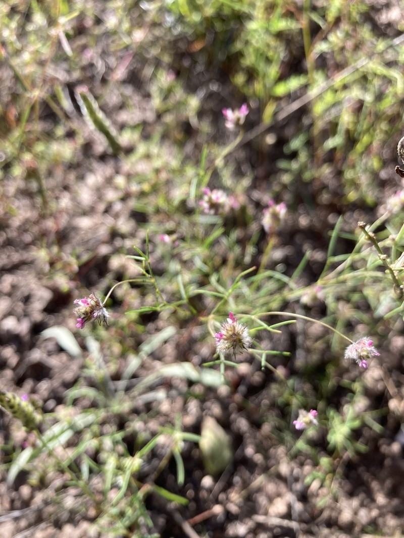 Sonoran Prairie Clover photo 7