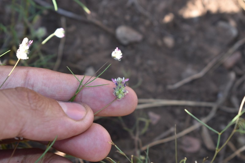 Sonoran Prairie Clover photo 8
