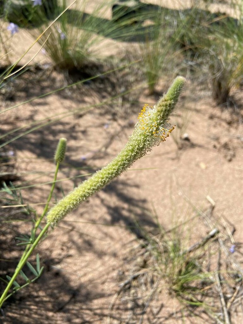 Canyonlands Prairie Clover