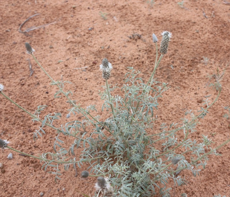 Canyonlands Prairie Clover photo 2