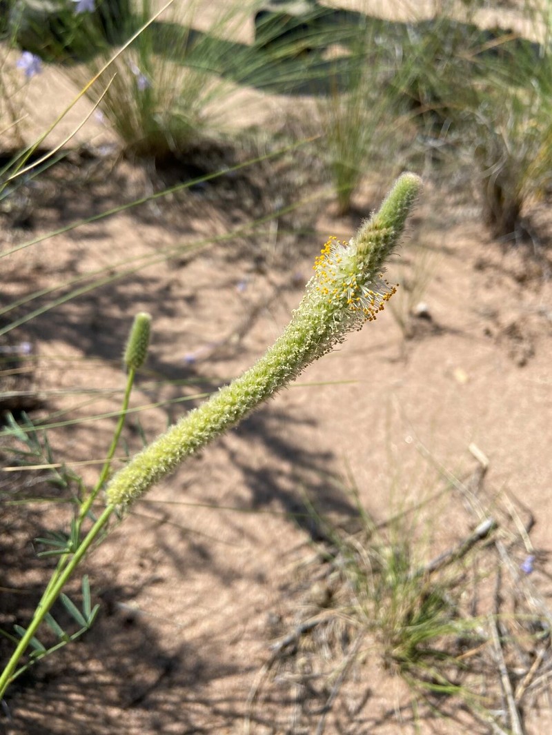 Canyonlands Prairie Clover photo 3