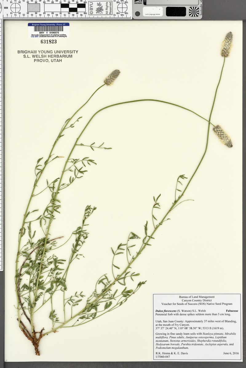 Canyonlands Prairie Clover photo 5