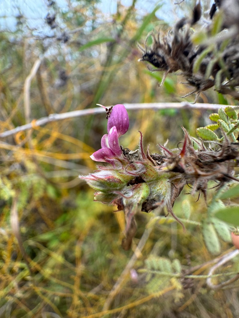 Dalea floridana
