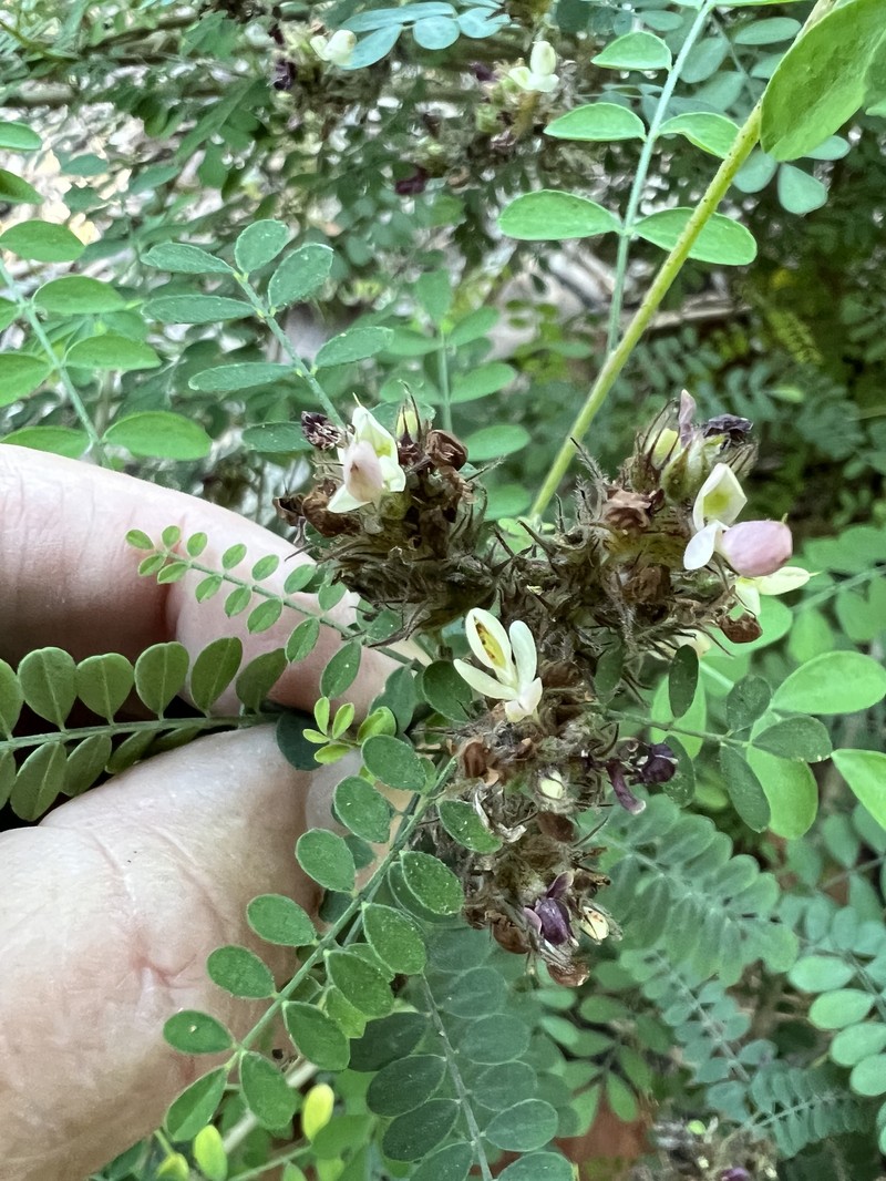 Dalea floridana photo 2